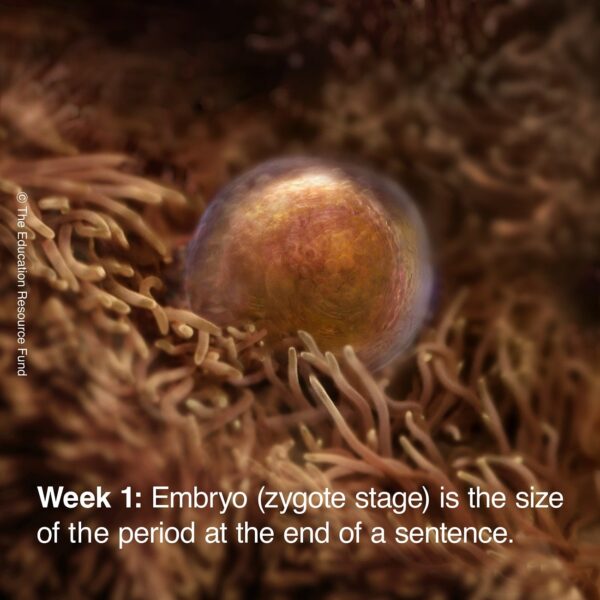 week-1-embryo-min