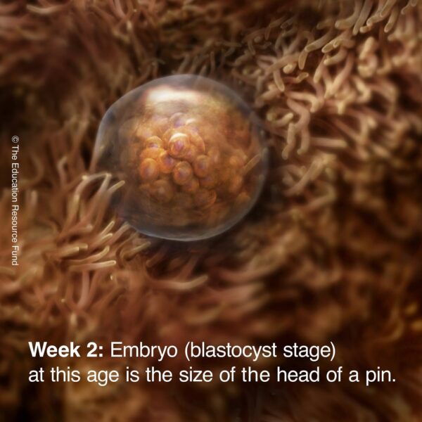 week-2-embryo-min